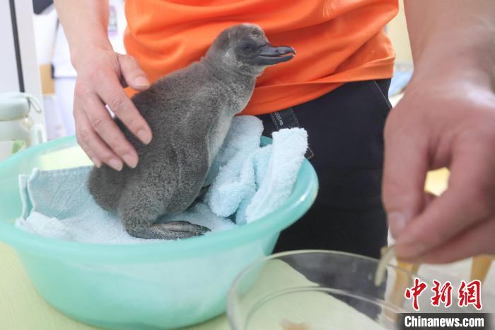 南京海底世界洪氏环企鹅家族添新丁饲养员变身“鹅爸”温馨呵护