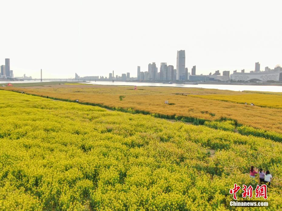 江西南昌：赣江江心洲上油菜花盛开 民众踏春赏美景