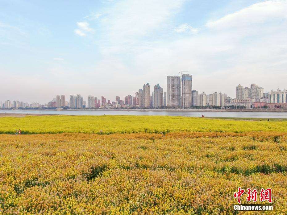 江西南昌：赣江江心洲上油菜花盛开 民众踏春赏美景