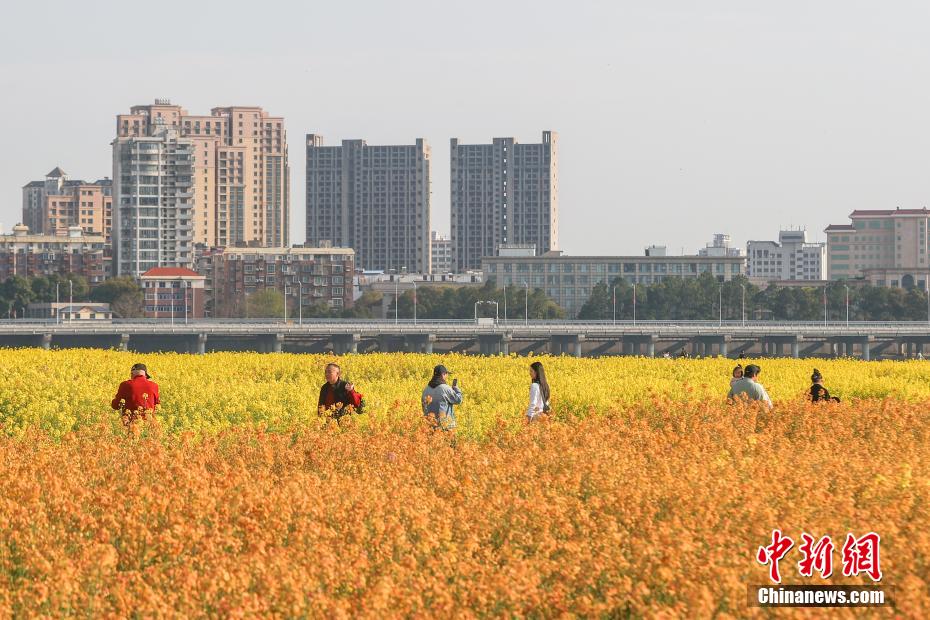 江西南昌：赣江江心洲上油菜花盛开 民众踏春赏美景