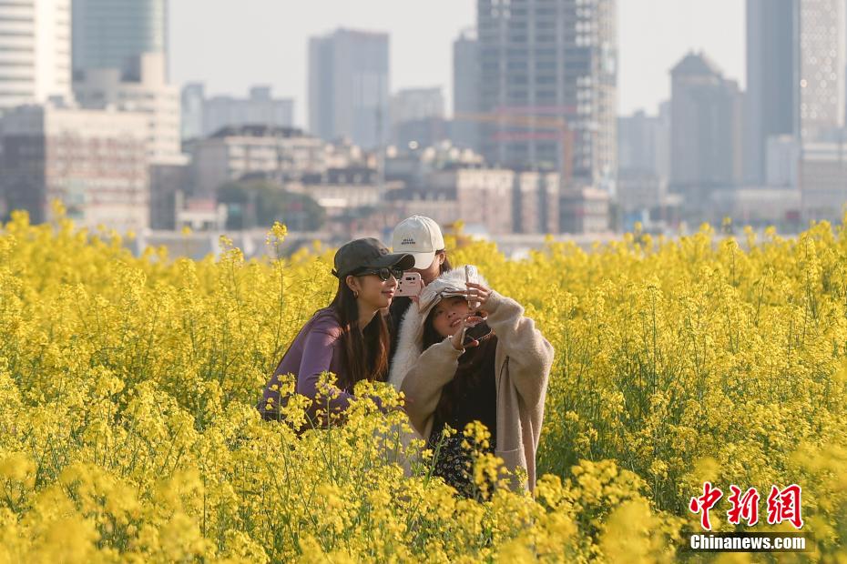 江西南昌：赣江江心洲上油菜花盛开 民众踏春赏美景