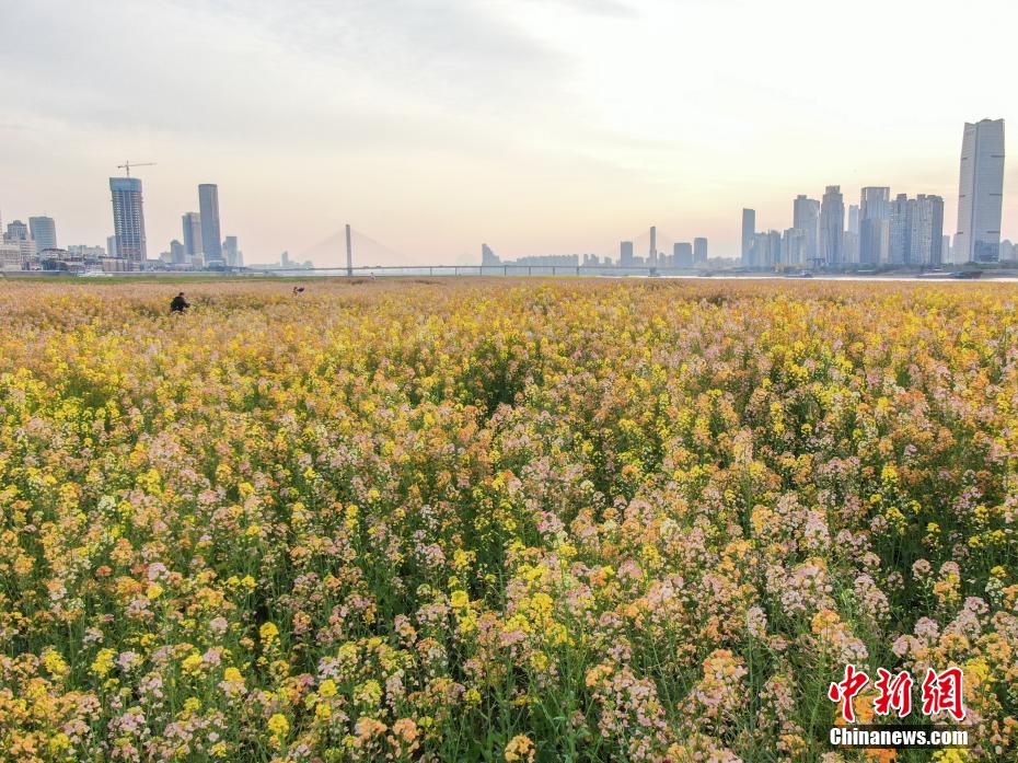 江西南昌：赣江江心洲上油菜花盛开 民众踏春赏美景