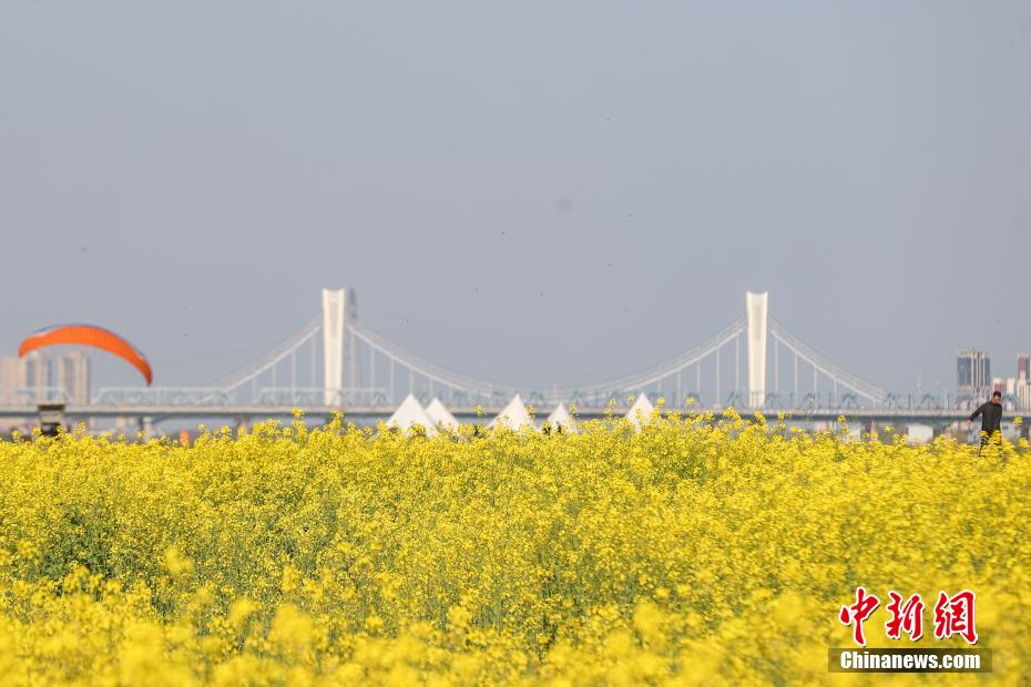江西南昌：赣江江心洲上油菜花盛开 民众踏春赏美景