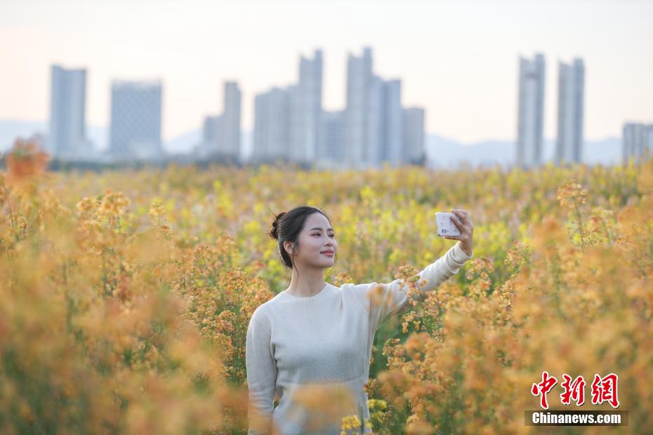 江西南昌：赣江江心洲上油菜花盛开 民众踏春赏美景