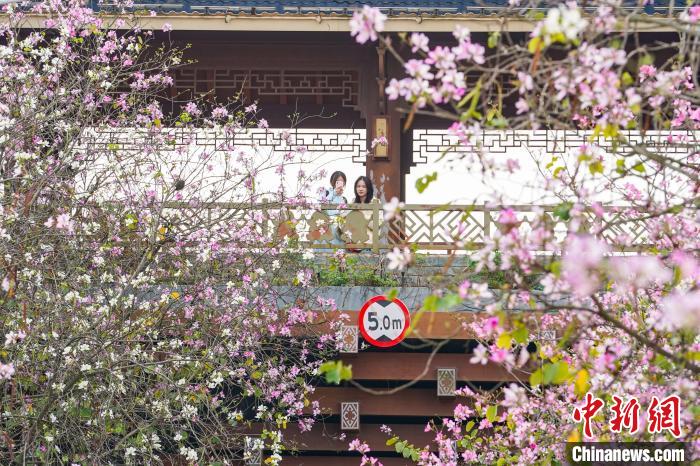 广西南宁：三月春花开城市添诗意