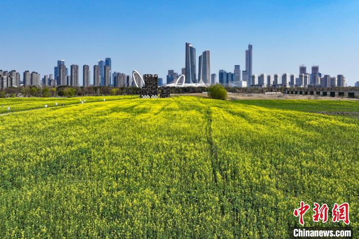 南京江心洲油菜花开 城市田园美如画 南京江心洲油菜花开城市田园美如画