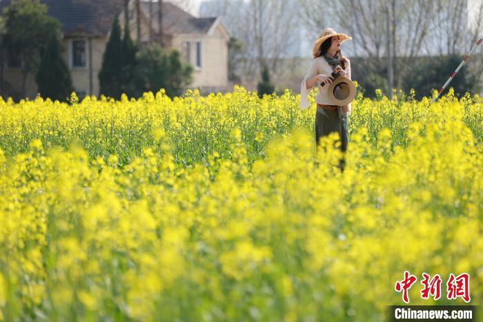 南京江心洲油菜花开 城市田园美如画