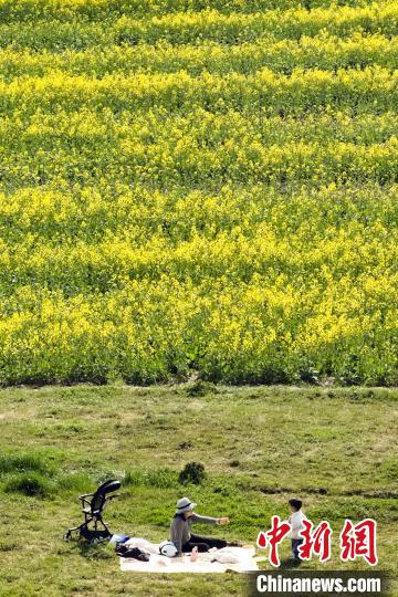 南京江心洲油菜花开 城市田园美如画