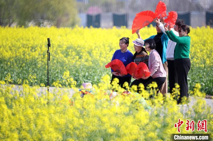 南京江心洲油菜花开 城市田园美如画