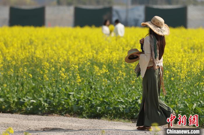 南京江心洲油菜花开 城市田园美如画