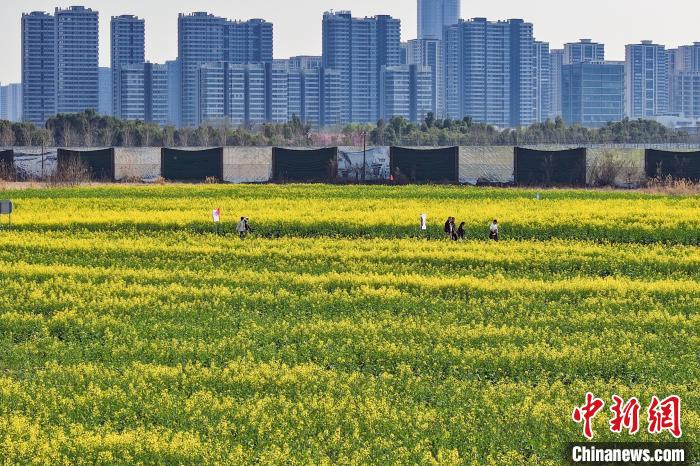 南京江心洲油菜花开 城市田园美如画