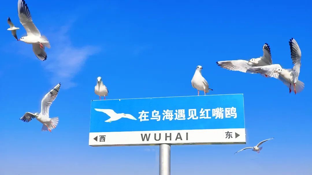 重要预告 | 从昆明到乌海，千里云端话“鸥”遇