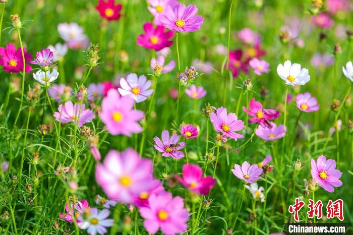 “国际会客厅”博鳌：面朝大海 春暖花开