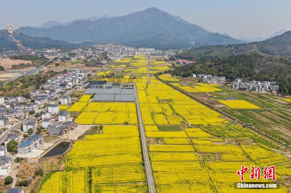 航拍江西庐山脚下春日田园 金色油菜花开美如画