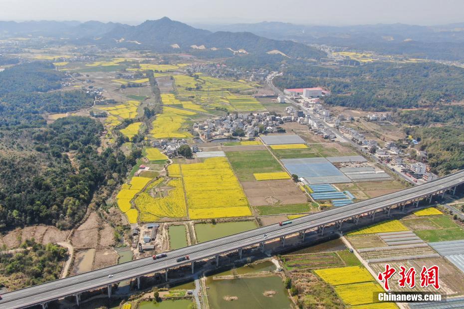 航拍江西庐山脚下春日田园 金色油菜花开美如画 航拍江西庐山脚下春日田园 金色油菜花开美如画