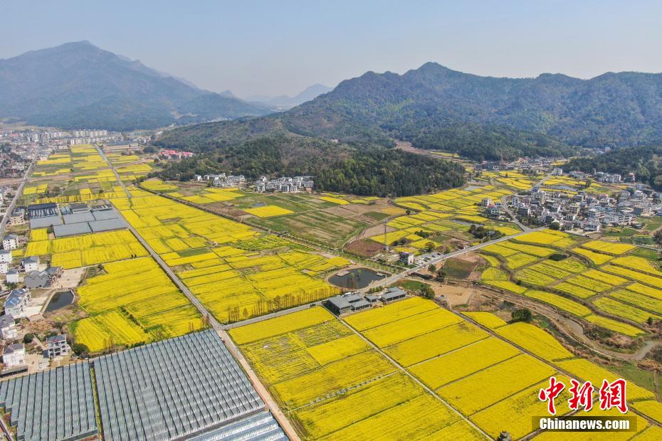航拍江西庐山脚下春日田园 金色油菜花开美如画 航拍江西庐山脚下春日田园 金色油菜花开美如画