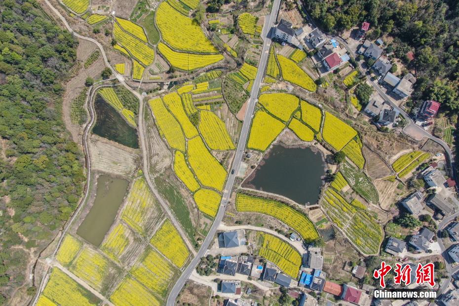 航拍江西庐山脚下春日田园 金色油菜花开美如画