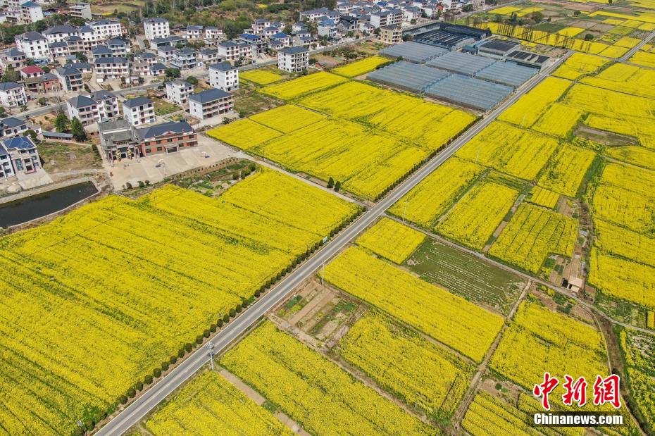 航拍江西庐山脚下春日田园 金色油菜花开美如画 航拍江西庐山脚下春日田园 金色油菜花开美如画