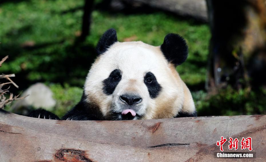 大熊猫“福宝”2025年首次对外展出