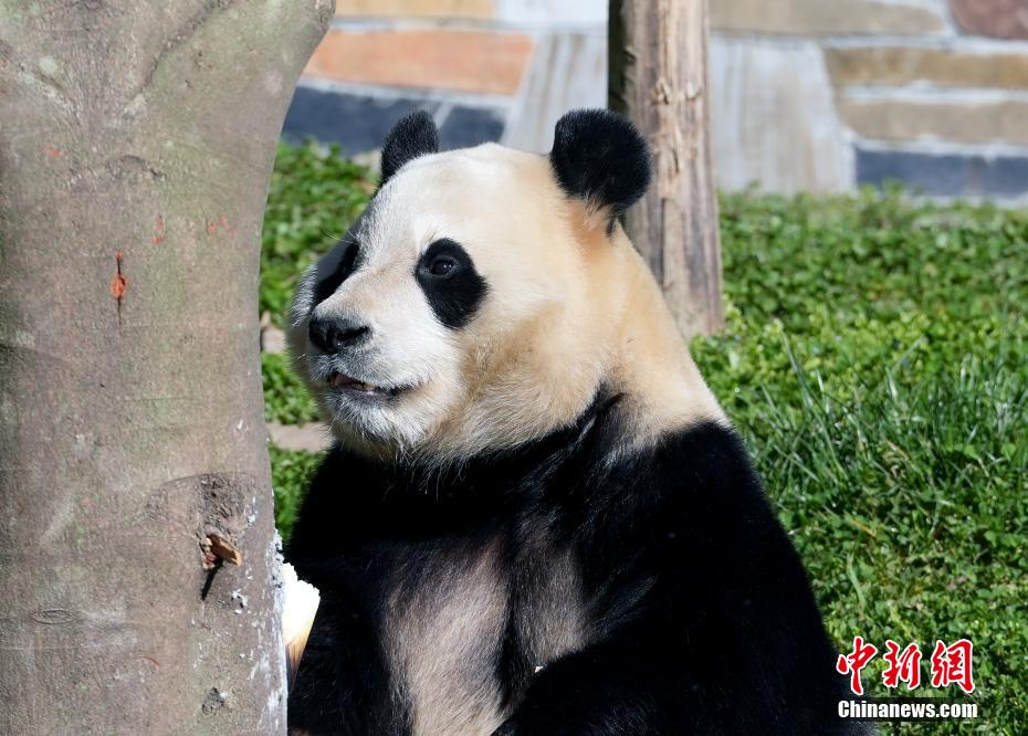 大熊猫“福宝”2025年首次对外展出