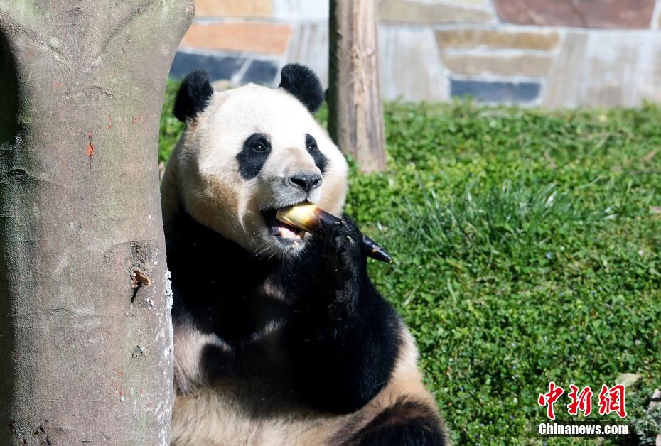 大熊猫“福宝”2025年首次对外展出