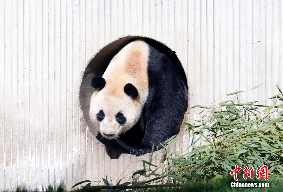 大熊猫“福宝”2025年首次对外展出