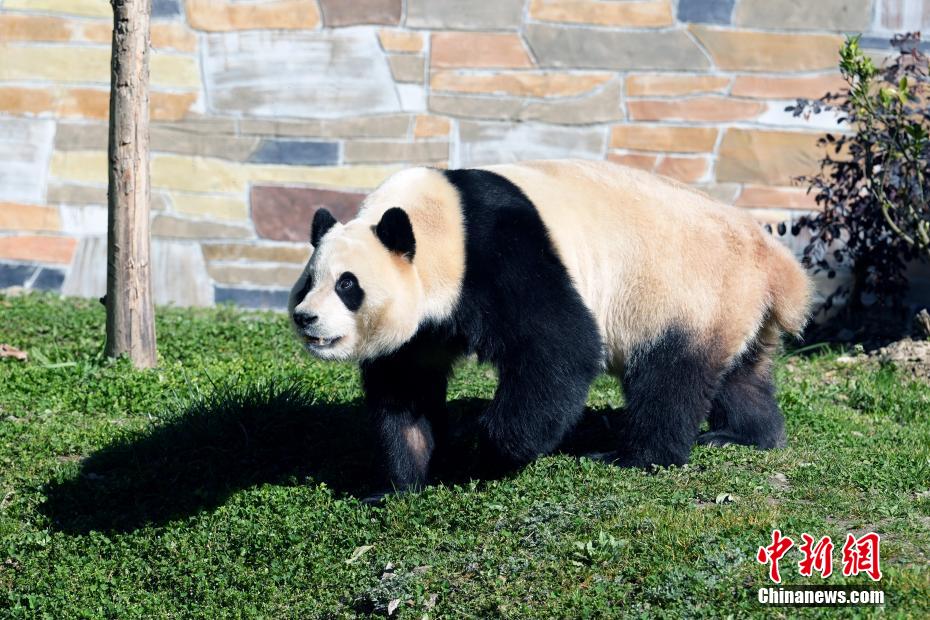 大熊猫“福宝”2025年首次对外展出