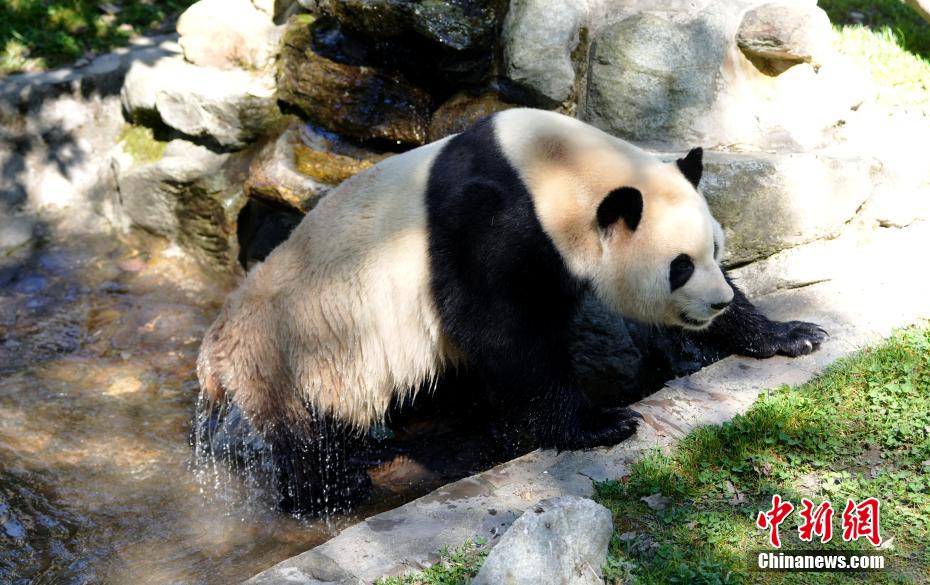 大熊猫“福宝”2025年首次对外展出