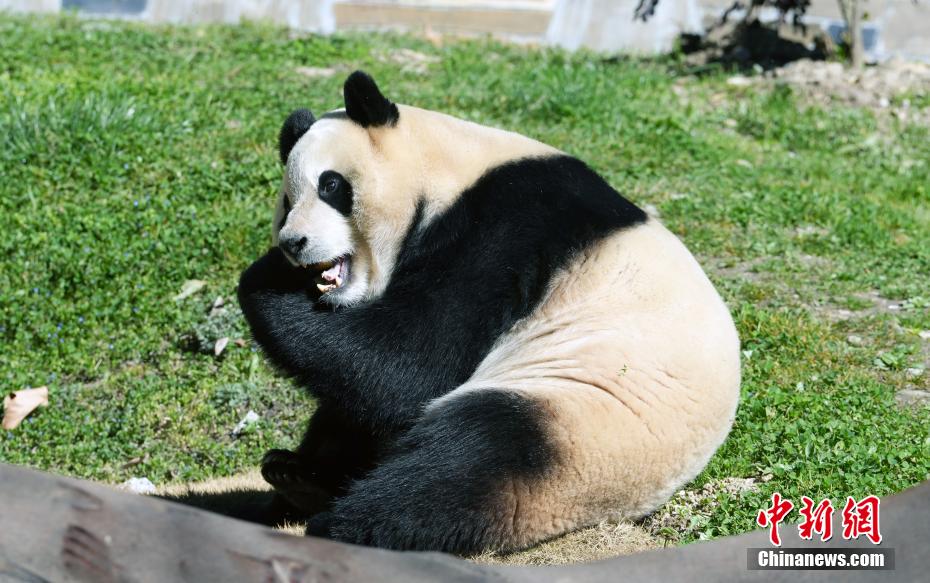 大熊猫“福宝”2025年首次对外展出
