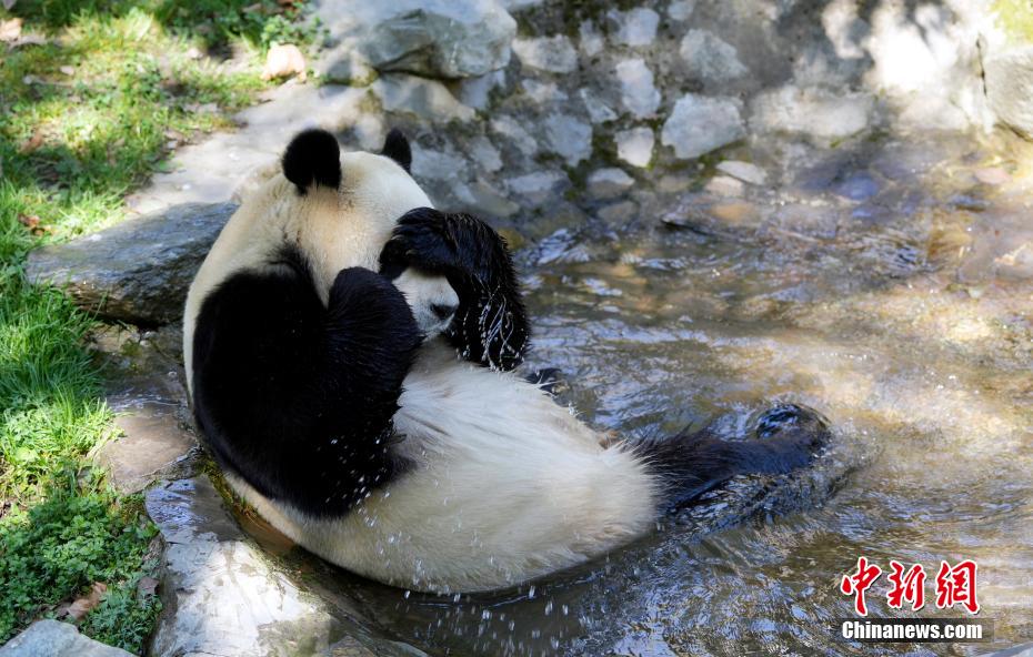 大熊猫“福宝”2025年首次对外展出