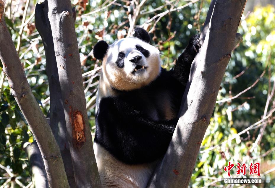 大熊猫“福宝”2025年首次对外展出