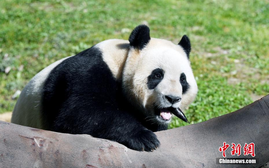 大熊猫“福宝”2025年首次对外展出