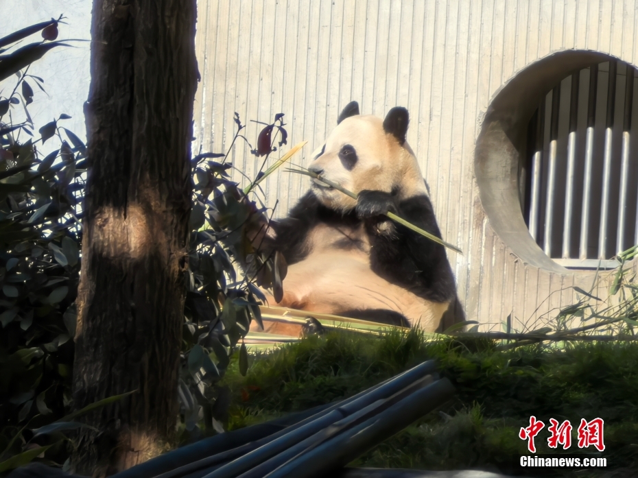 大熊猫“福宝”2025年首次对外展出