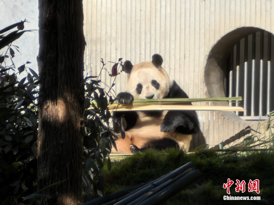 大熊猫“福宝”2025年首次对外展出
