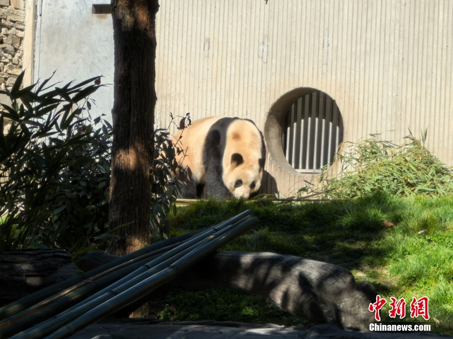 大熊猫“福宝”2025年首次对外展出