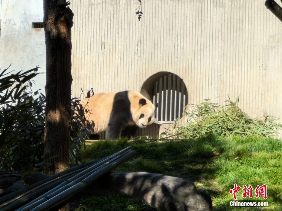 大熊猫“福宝”2025年首次对外展出