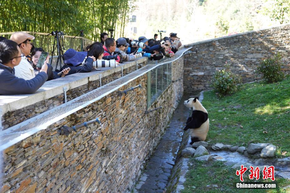 大熊猫“福宝”2025年首次对外展出