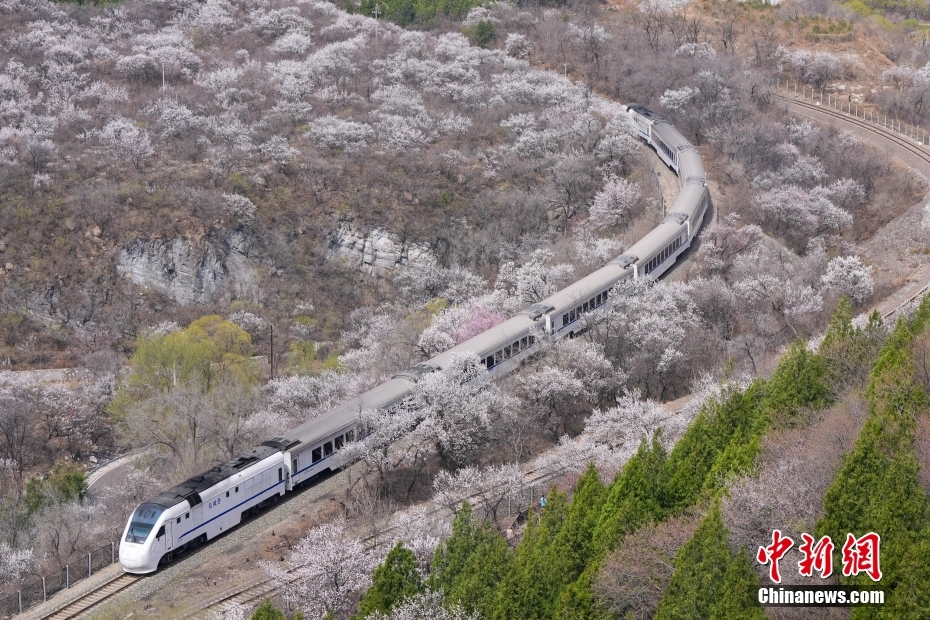 “开往春天的列车” 北京市郊列车穿行居庸关花海 “开往春天的列车” 北京市郊列车穿行居庸关花海