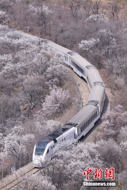 “开往春天的列车” 北京市郊列车穿行居庸关花海 “开往春天的列车” 北京市郊列车穿行居庸关花海