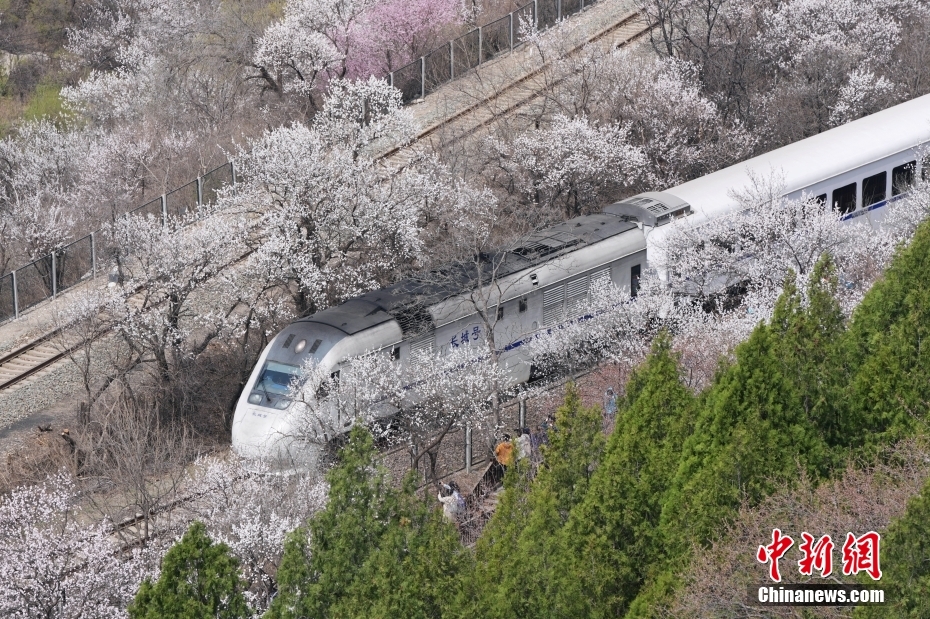 “开往春天的列车” 北京市郊列车穿行居庸关花海 “开往春天的列车” 北京市郊列车穿行居庸关花海