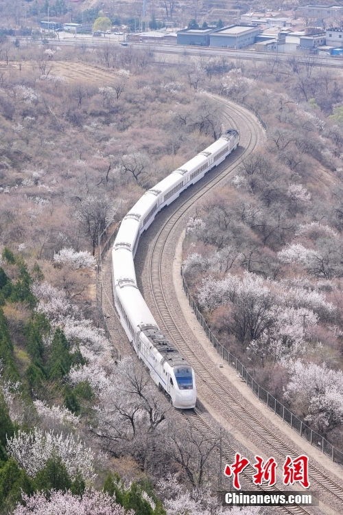 “开往春天的列车” 北京市郊列车穿行居庸关花海 “开往春天的列车” 北京市郊列车穿行居庸关花海