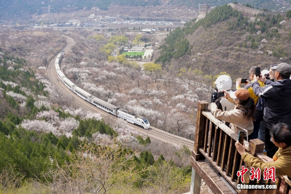 “开往春天的列车” 北京市郊列车穿行居庸关花海
