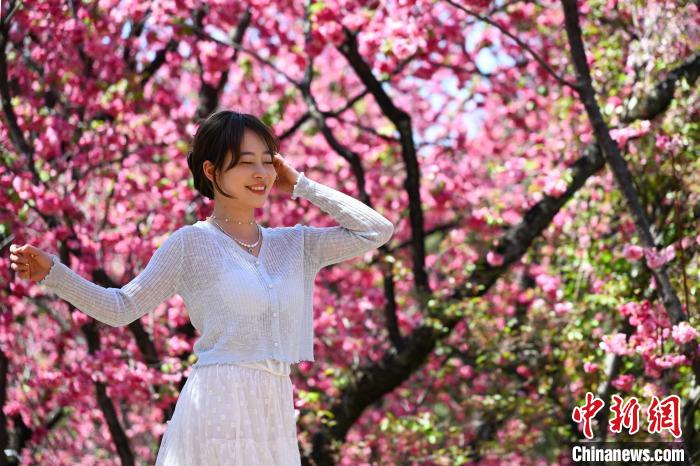 昆明“圆通花潮”春意浓