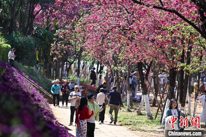 昆明“圆通花潮”春意浓