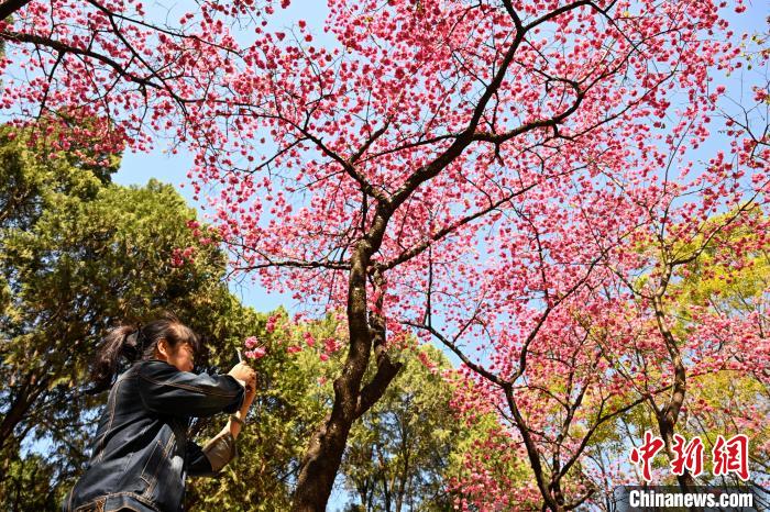 昆明“圆通花潮”春意浓