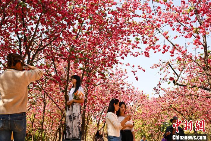 昆明“圆通花潮”春意浓