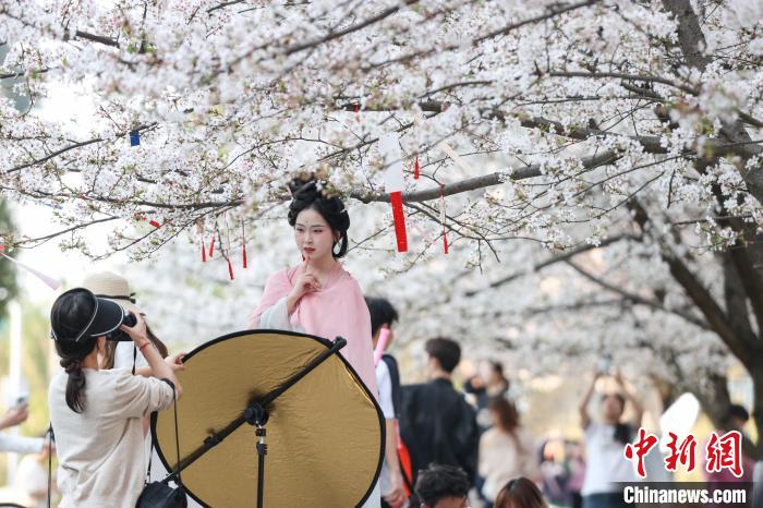 贵州大学校园樱花烂漫吸引师生观赏