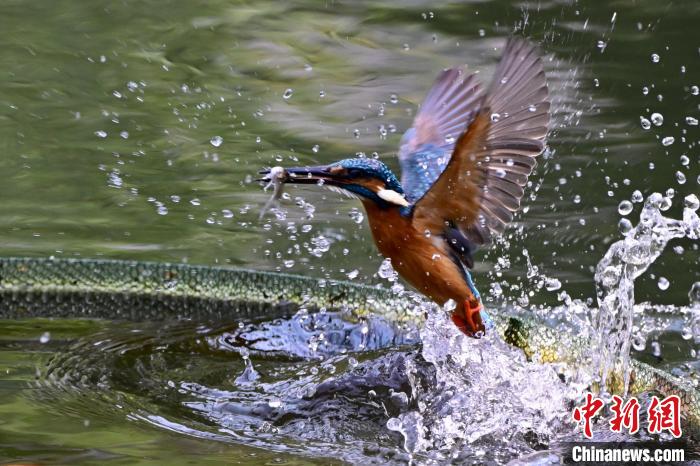 福建福州:翠鸟捕鱼 福建福州:翠鸟捕鱼