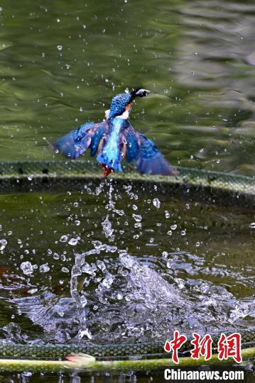 福建福州:翠鸟捕鱼
