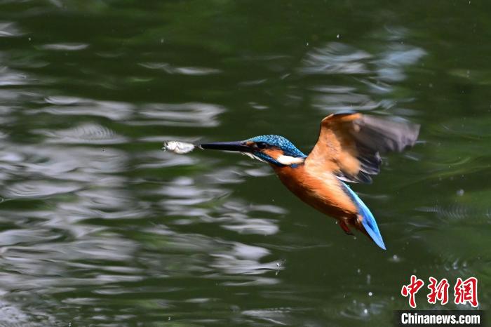 福建福州:翠鸟捕鱼